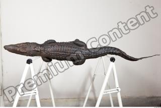 Crocodile body photo reference 0124